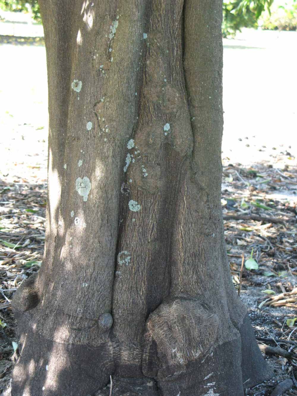              Bark (Winter Haven, FL)       